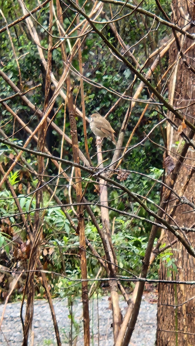 Hermit Thrush - ML615834323
