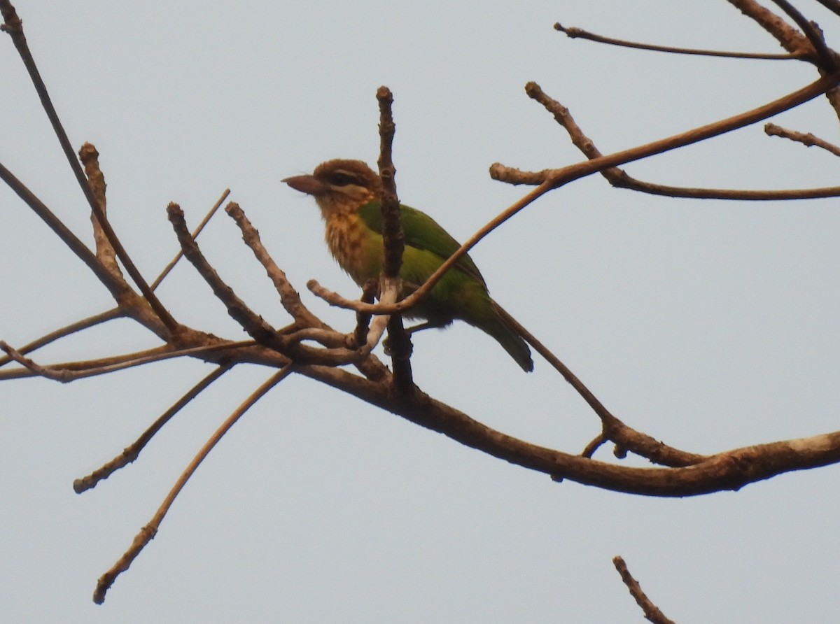 White-cheeked Barbet - ML615834338