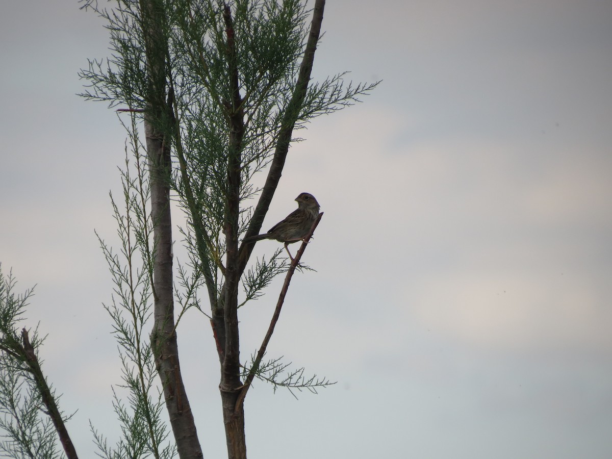 Grassland Sparrow - Ralph Roberts