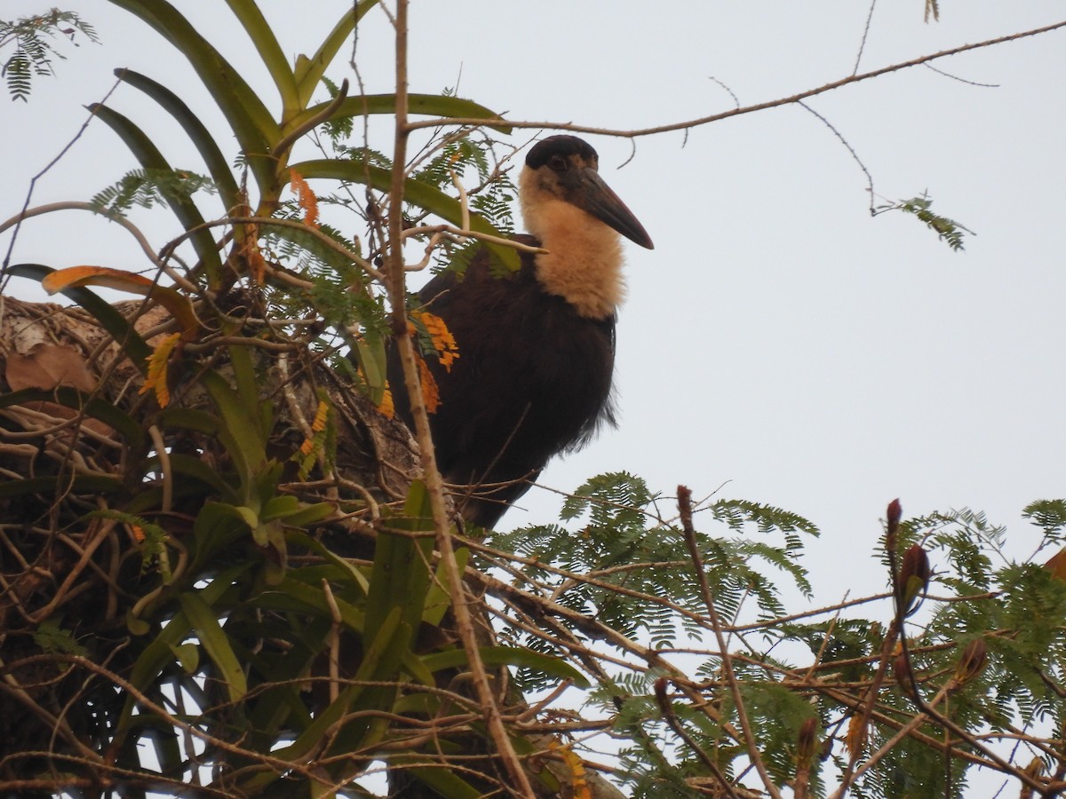 Asian Woolly-necked Stork - ML615834365