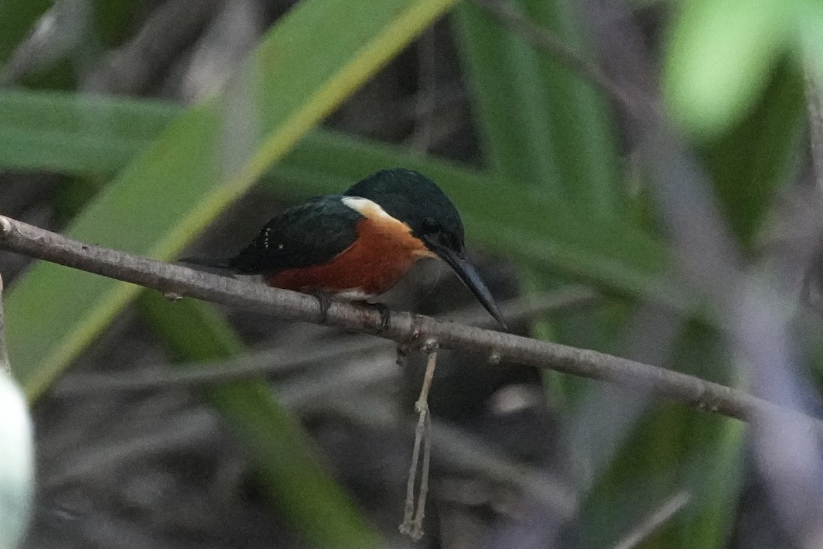 American Pygmy Kingfisher - ML615834403