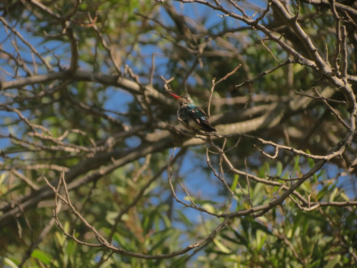 kolibřík lesklobřichý - ML615834558