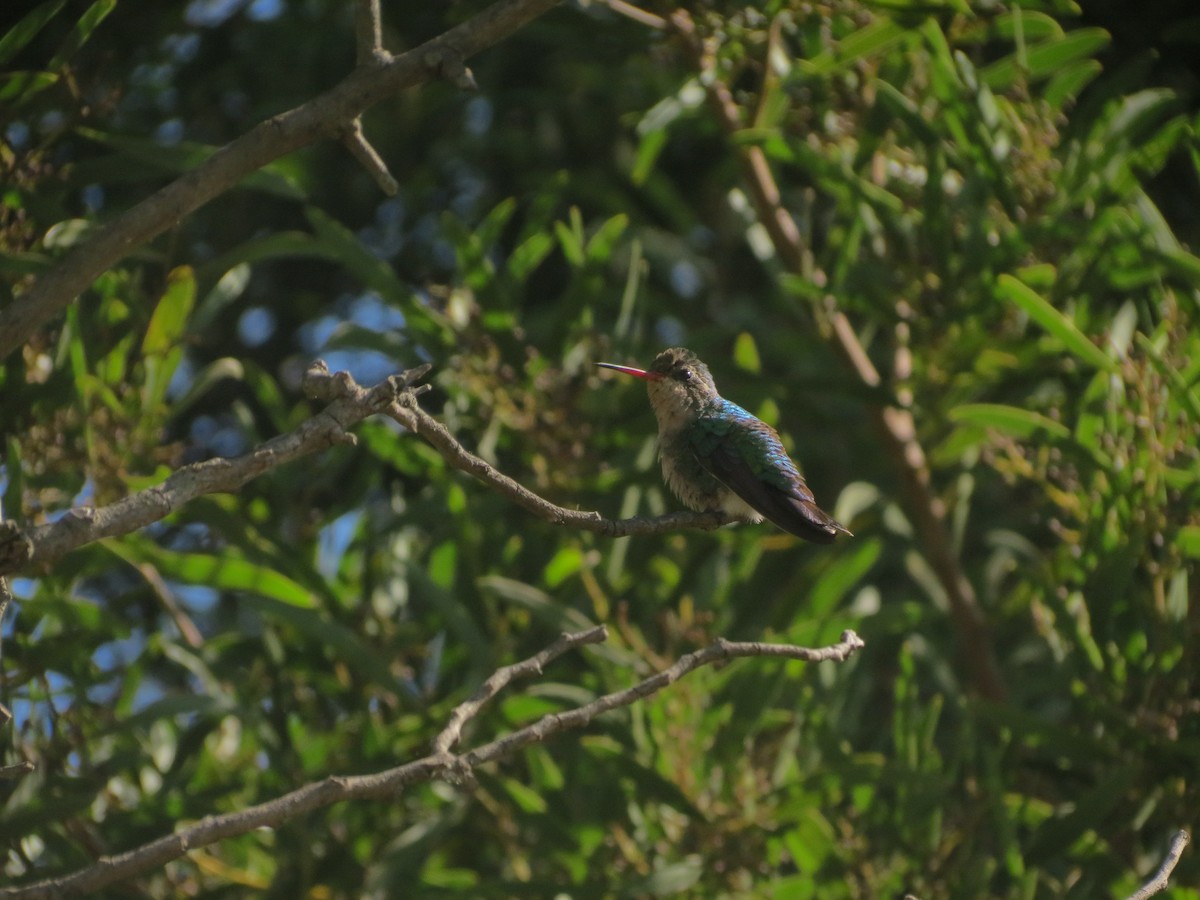 Glittering-bellied Emerald - ML615834563