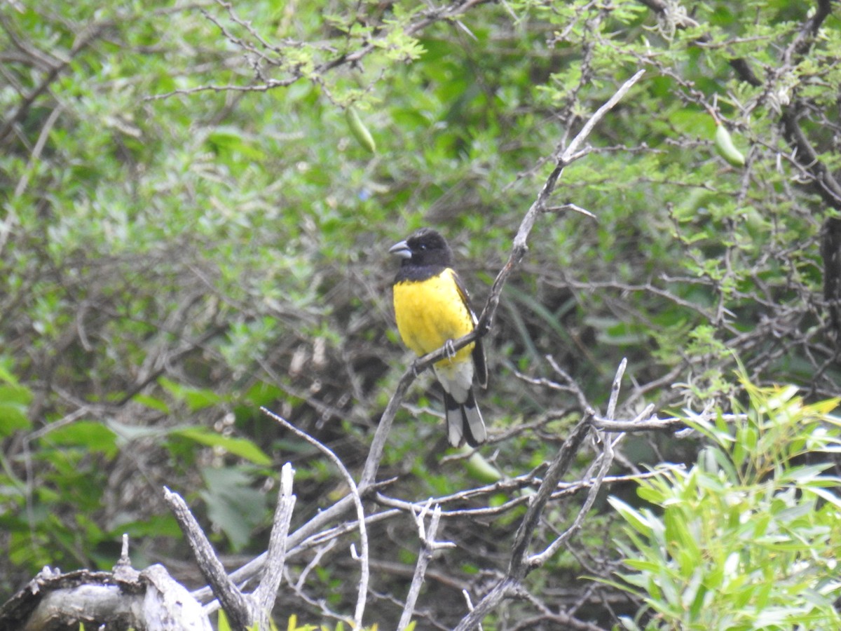 Black-backed Grosbeak - ML615834588