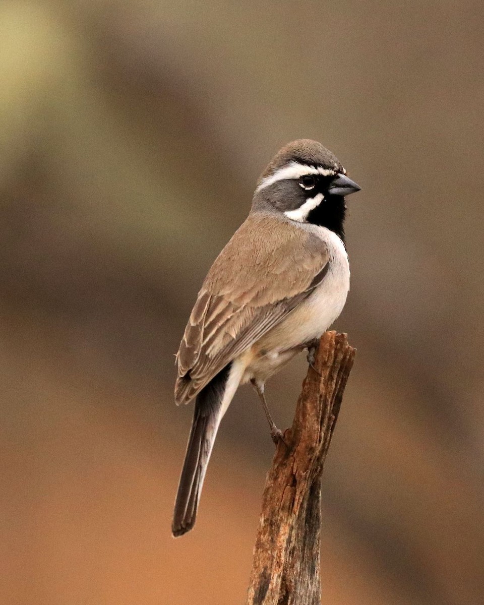 Black-throated Sparrow - ML615834597