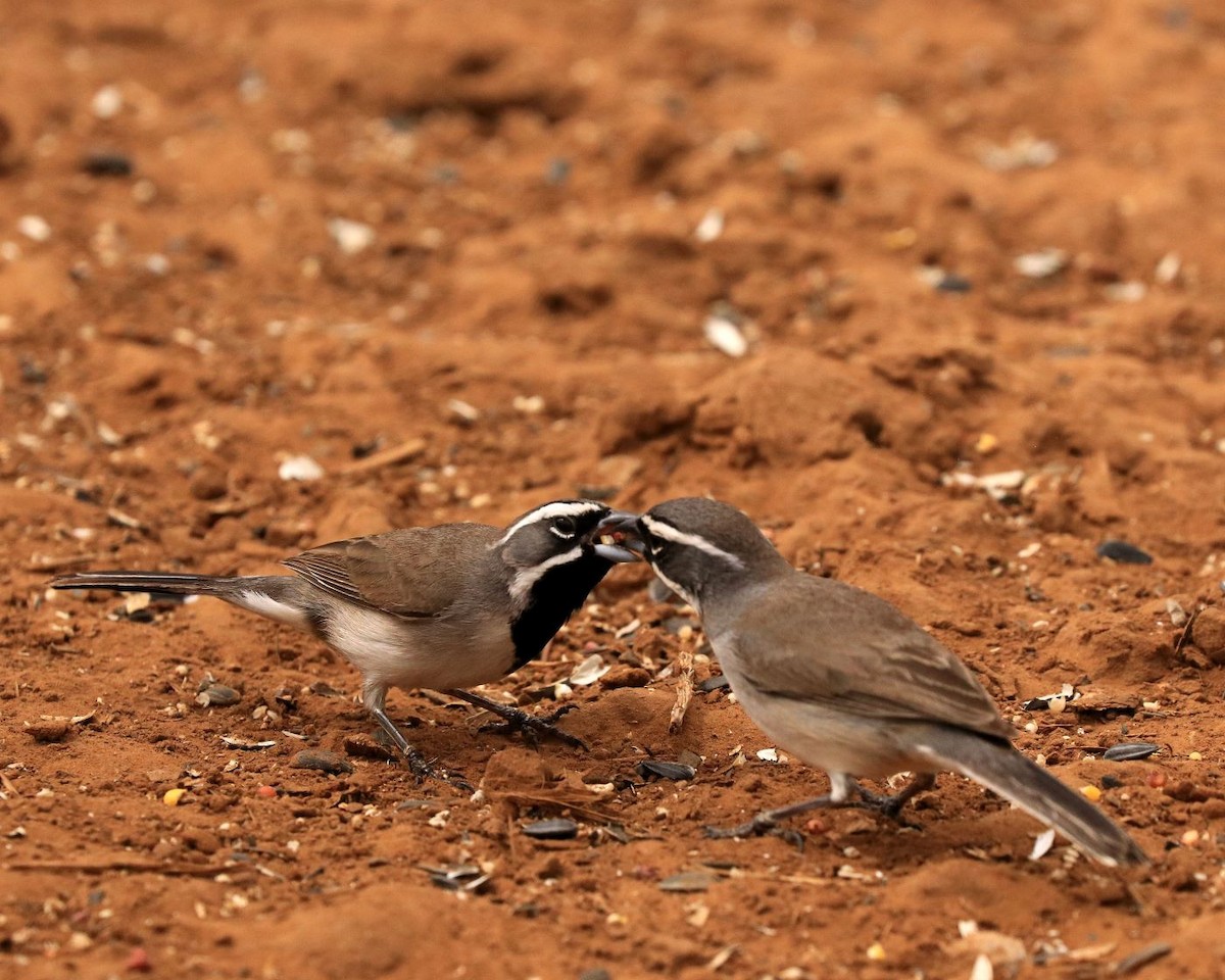 Black-throated Sparrow - ML615834598