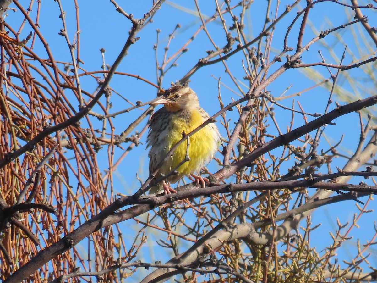 Western Meadowlark - ML615834599