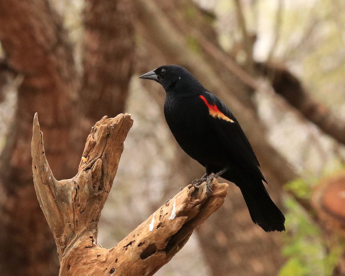 Red-winged Blackbird - ML615834640