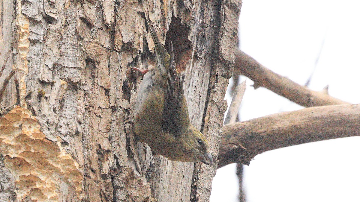 Scottish Crossbill - ML615834678