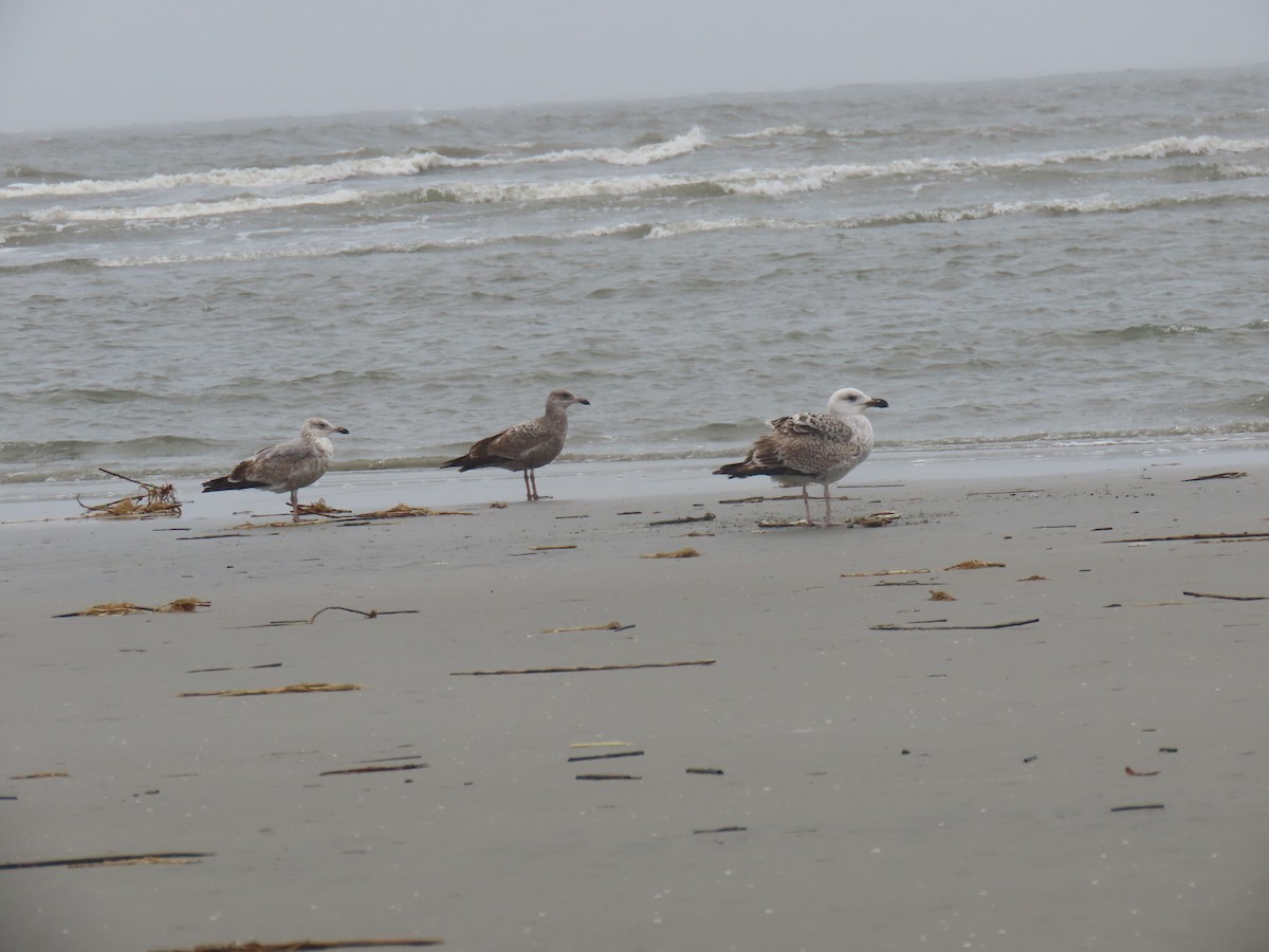 Great Black-backed Gull - ML615834695