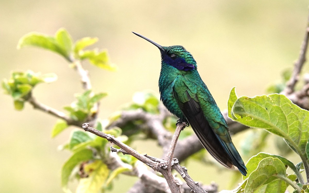 Sparkling Violetear - Nancy Edmondson