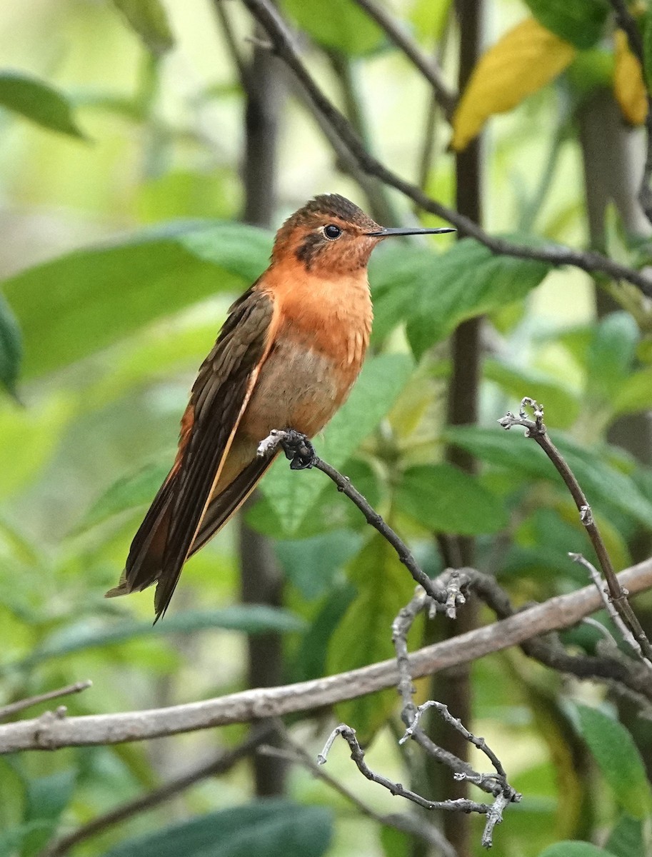 Colibrí Cobrizo - ML615834797