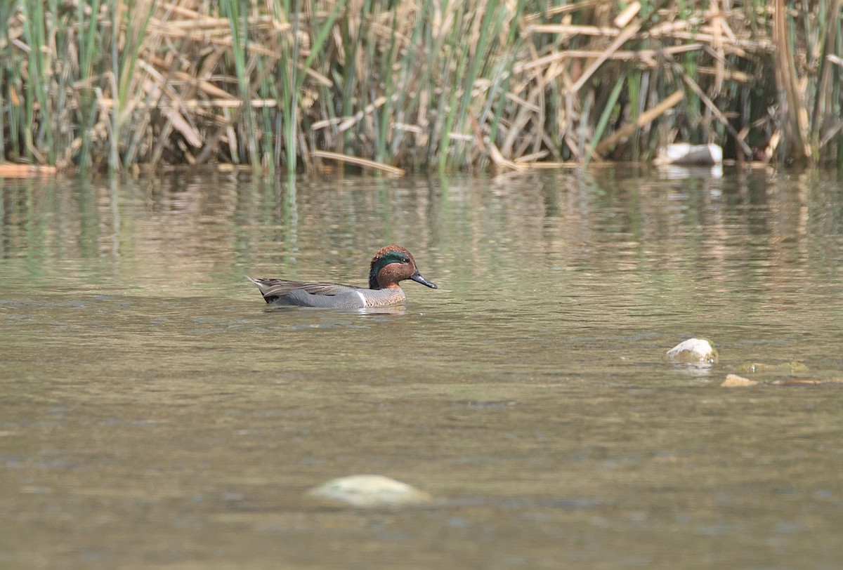 Green-winged Teal - ML615834818