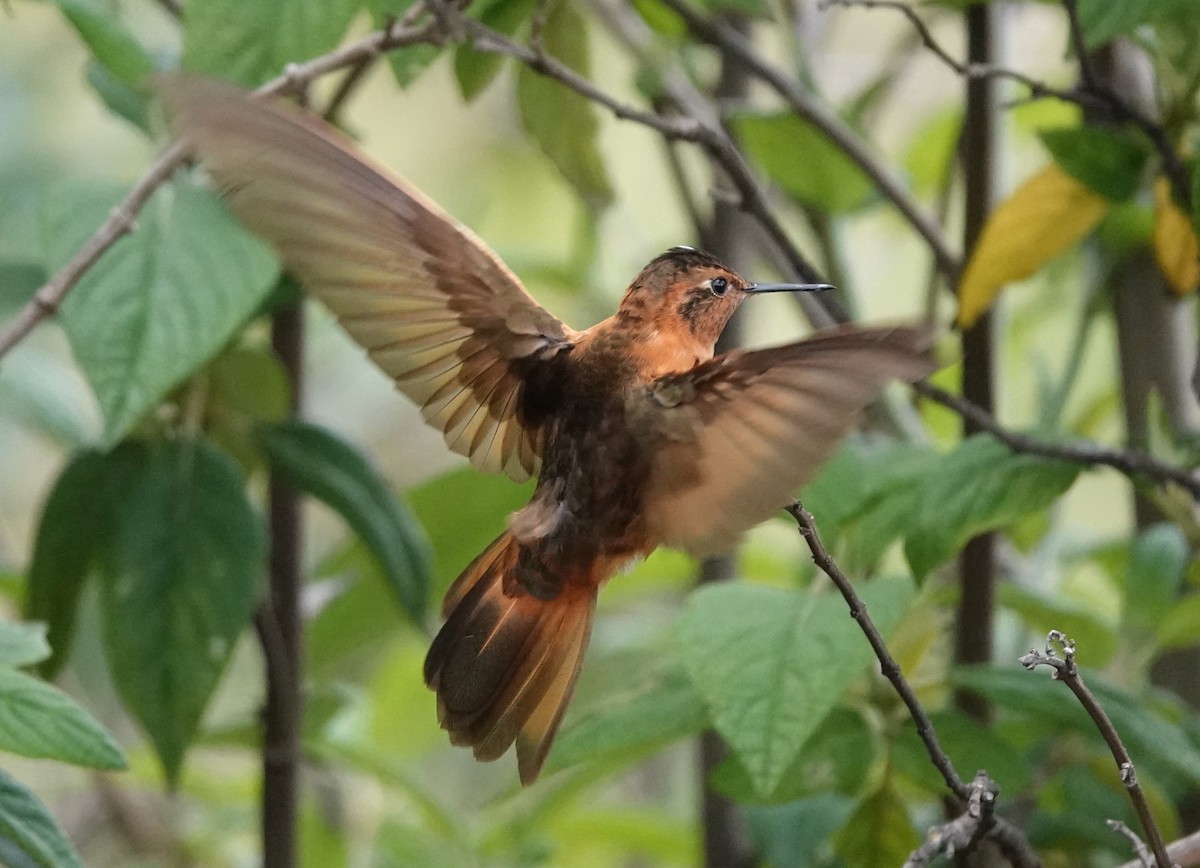 Rostkolibri - ML615834819