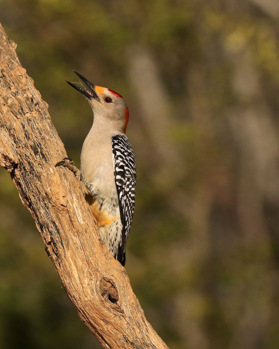 Golden-fronted Woodpecker - Alice Le Duc