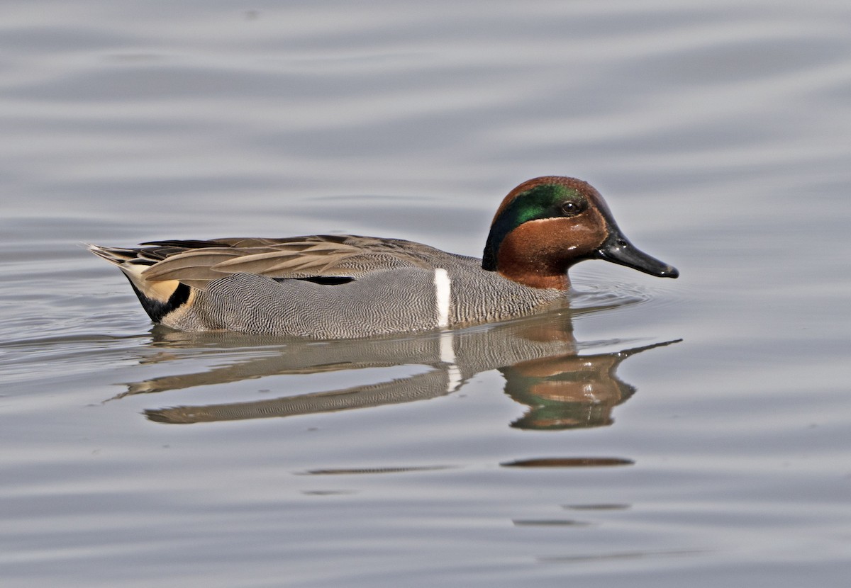 Green-winged Teal - ML615834900