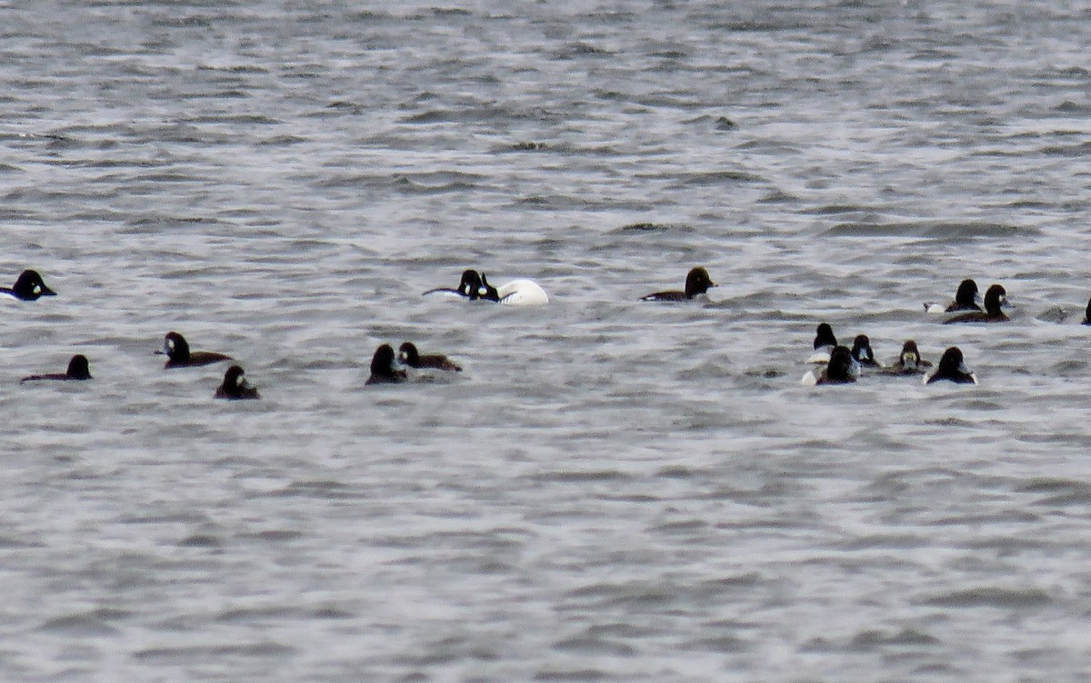 Common Goldeneye - ML615834918