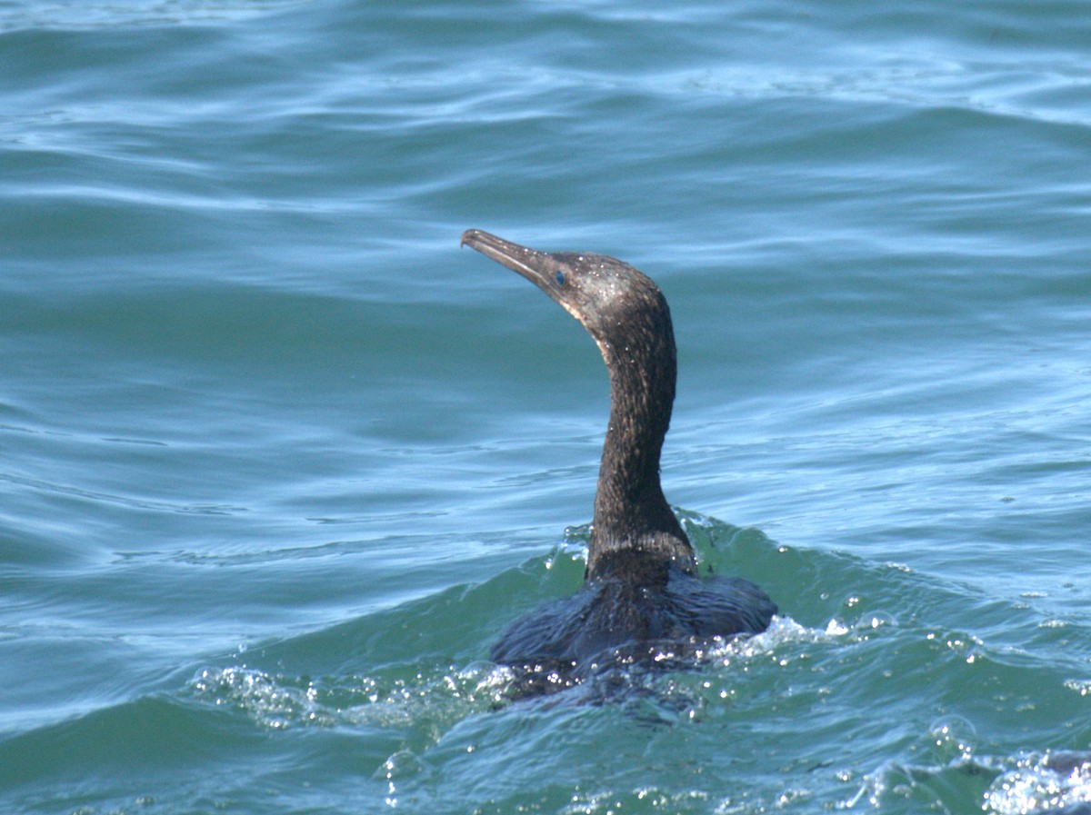 Brandt's Cormorant - ML615834959