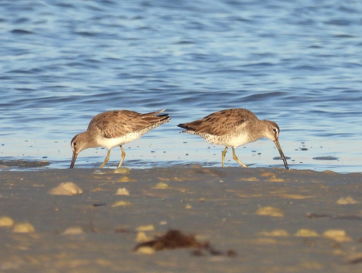 Short-billed Dowitcher - ML615834973