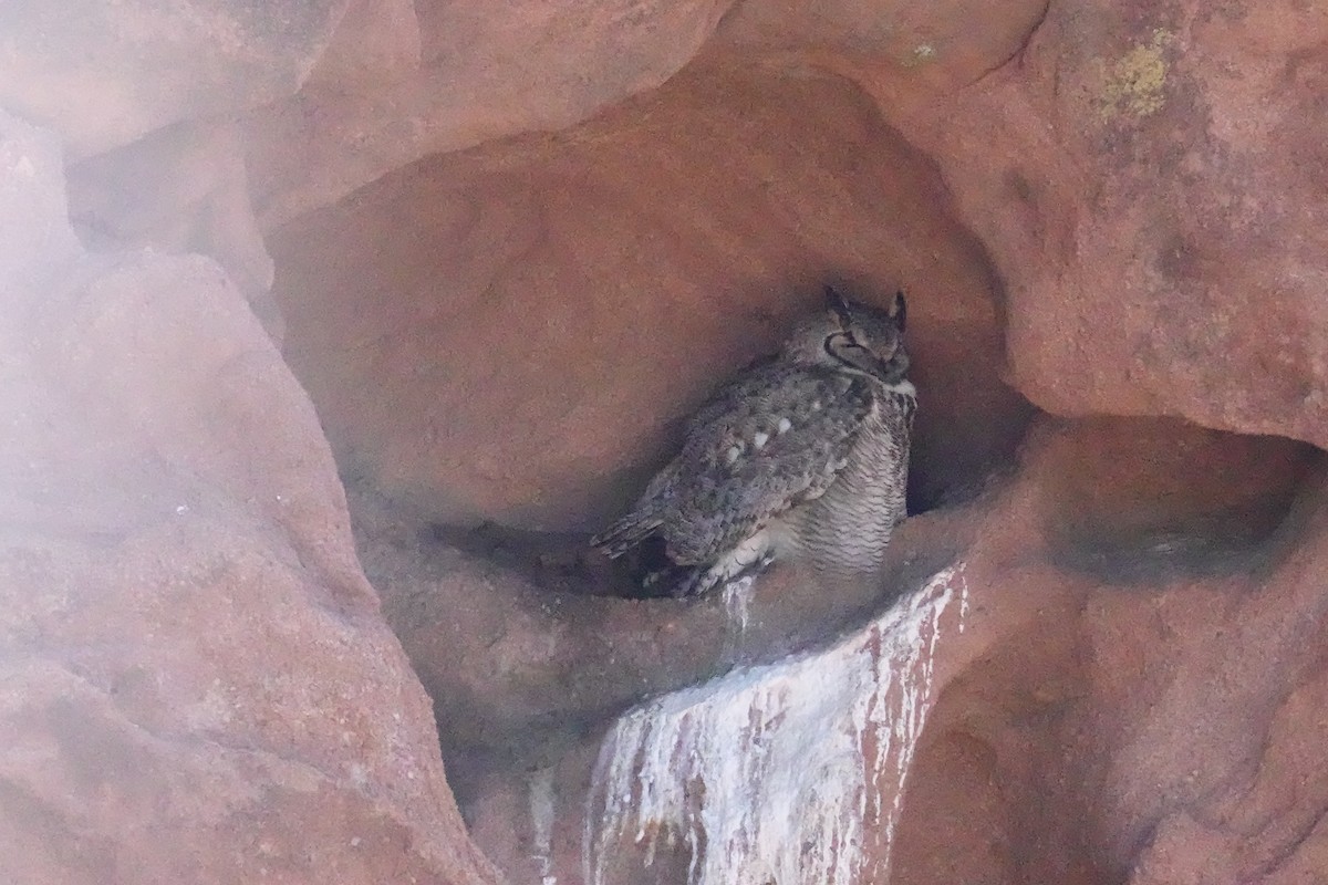 Great Horned Owl - Charlie Paterson