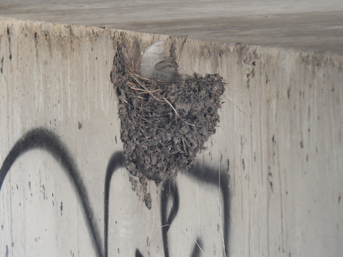 Barn Swallow - ML615835001