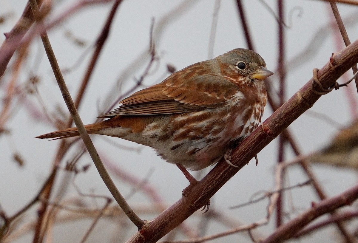 Fox Sparrow (Red) - Bill Thompson