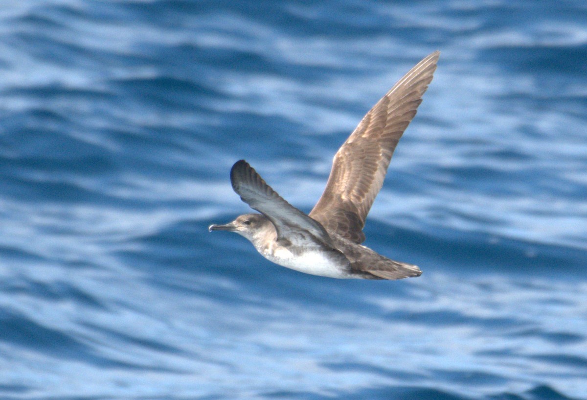 Black-vented Shearwater - Sia McGown