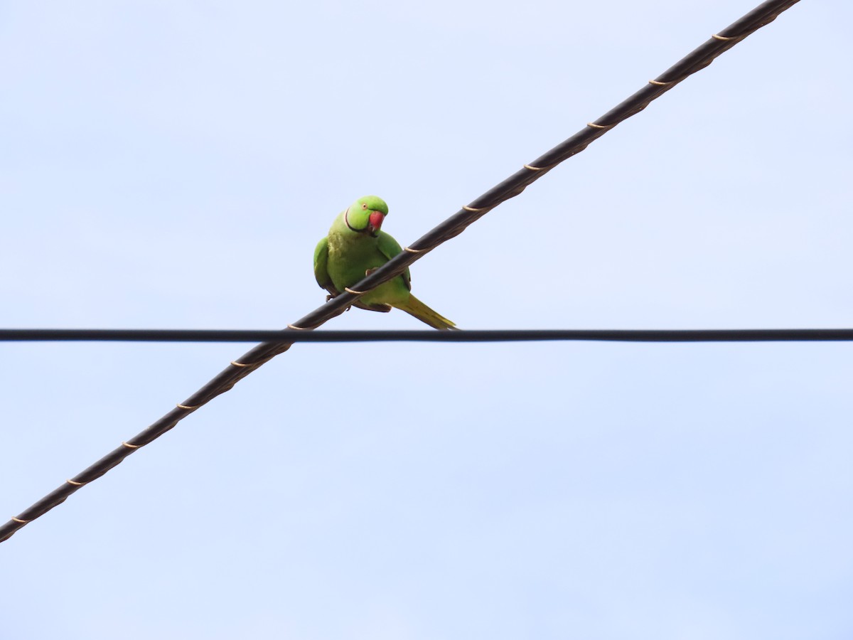 Rose-ringed Parakeet - ML615835104