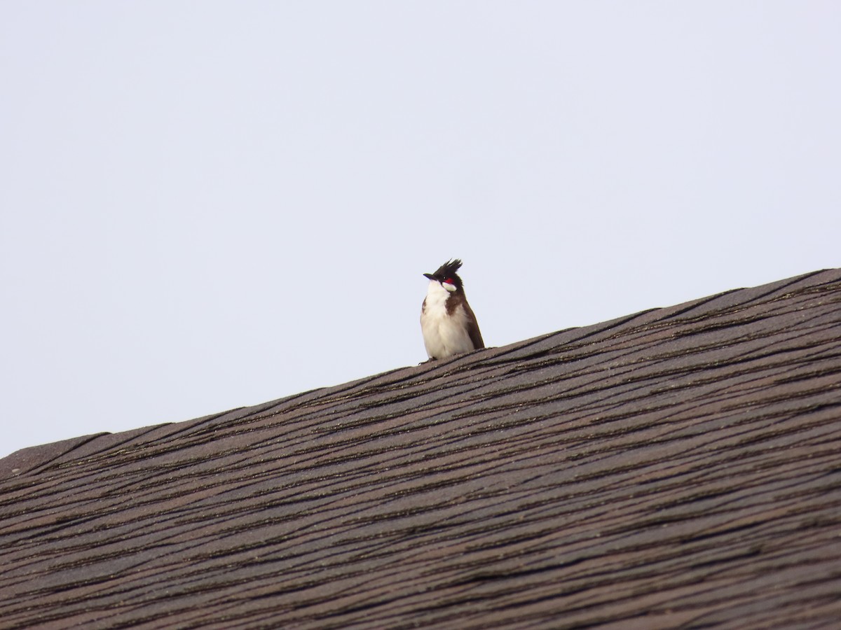 Red-whiskered Bulbul - ML615835116