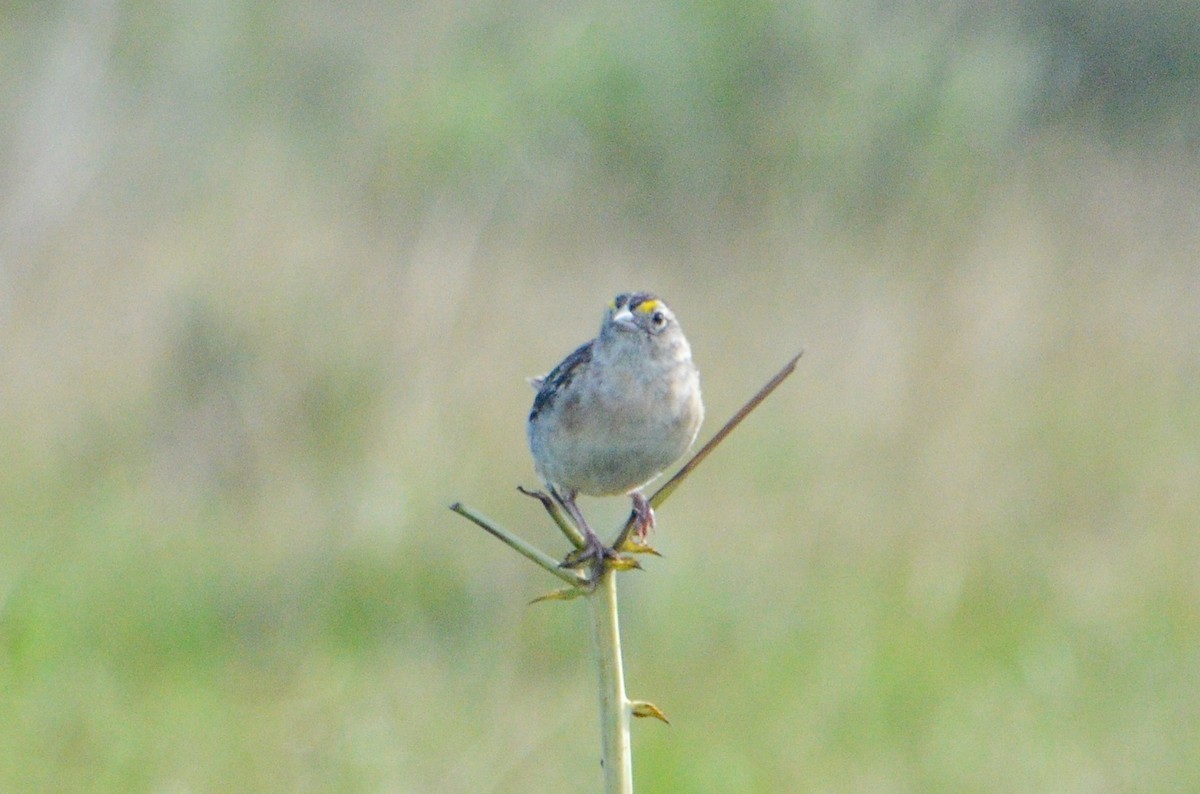 Grassland Sparrow - ML615835122