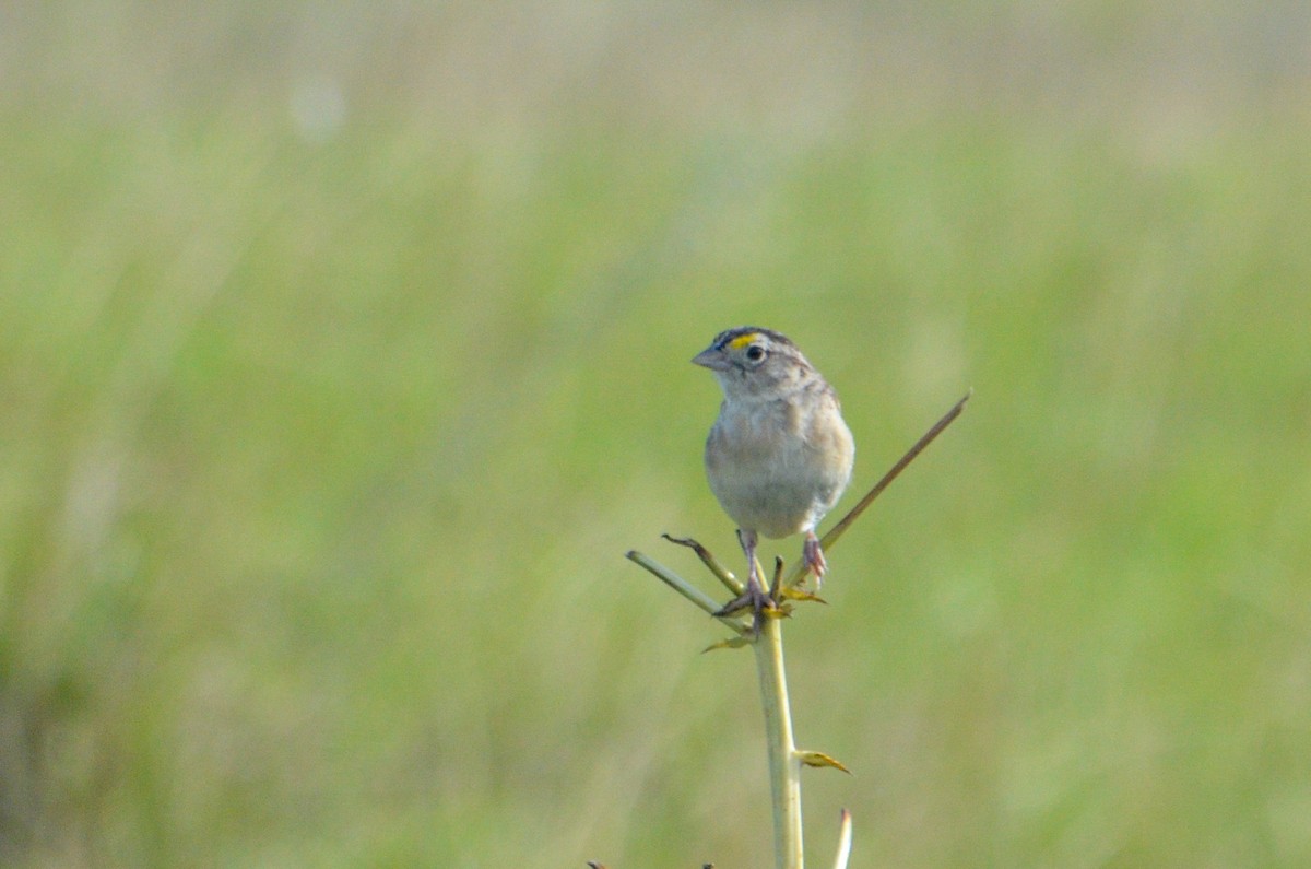 Grassland Sparrow - ML615835123