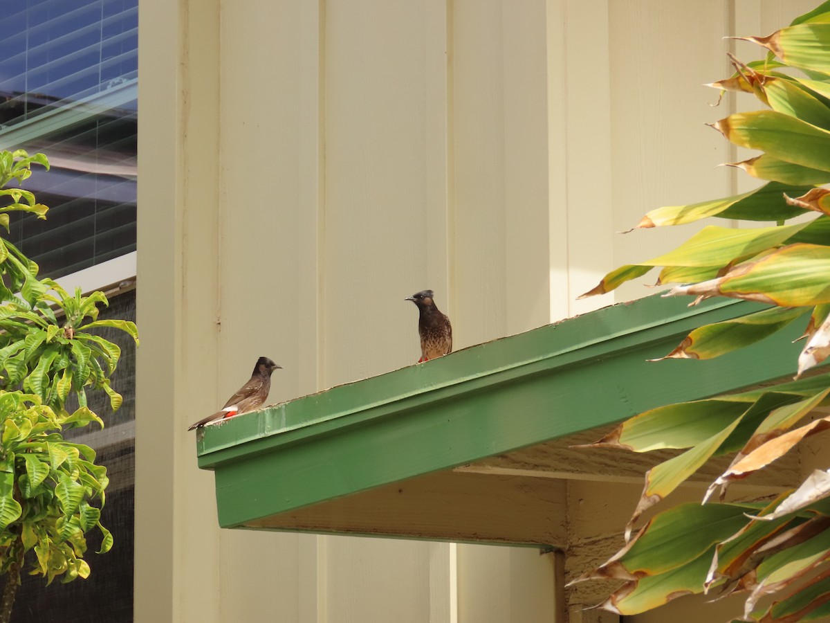 Red-vented Bulbul - ML615835127