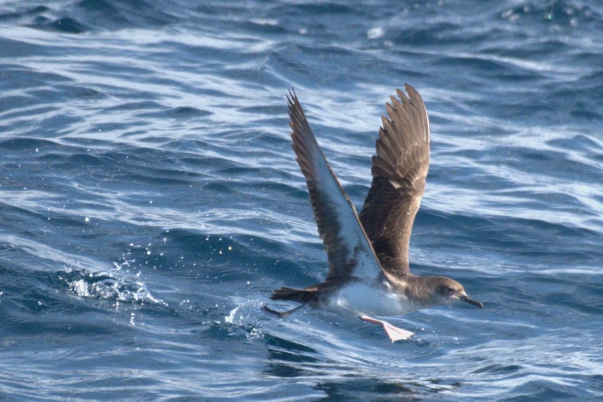 Black-vented Shearwater - Sia McGown