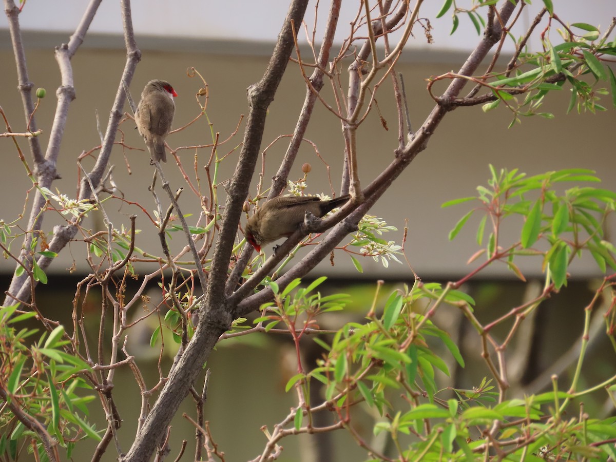 Common Waxbill - ML615835135