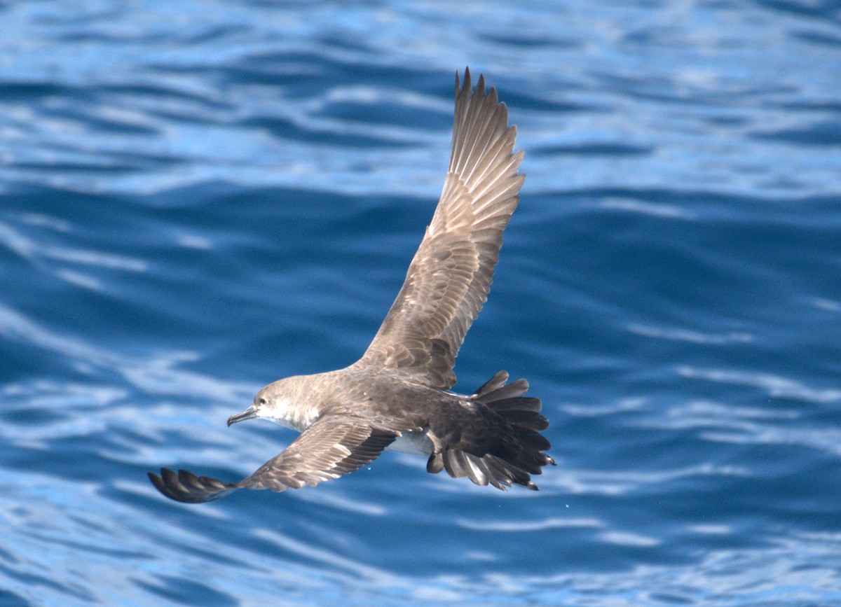 Pink-footed Shearwater - Sia McGown