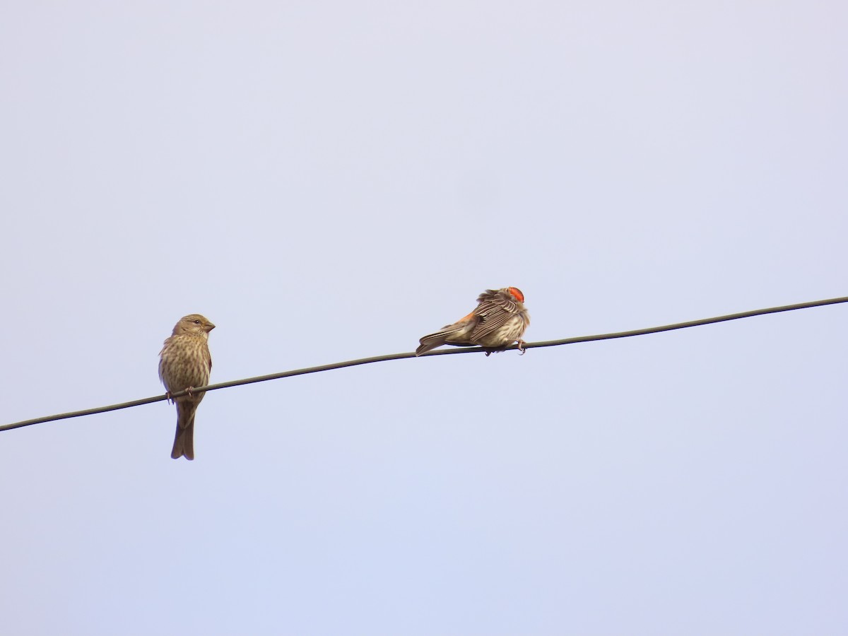 House Finch - ML615835150