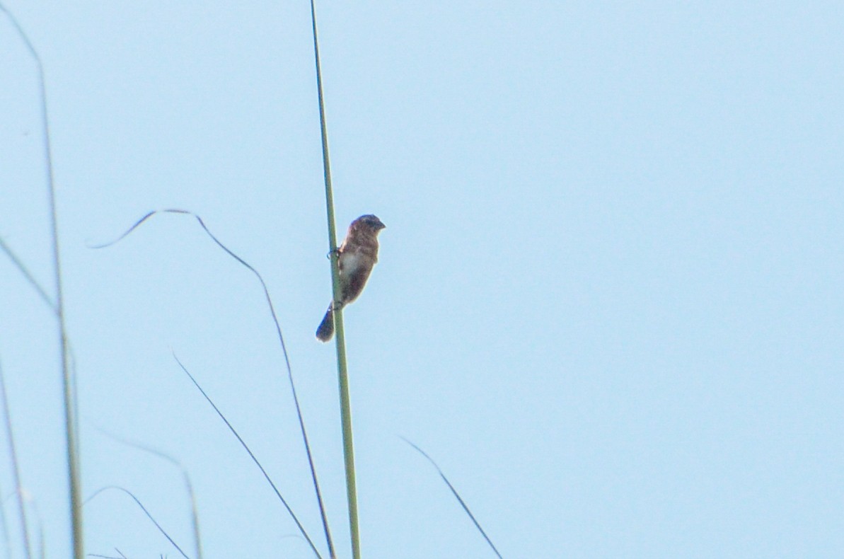 Chestnut Seedeater - ML615835291