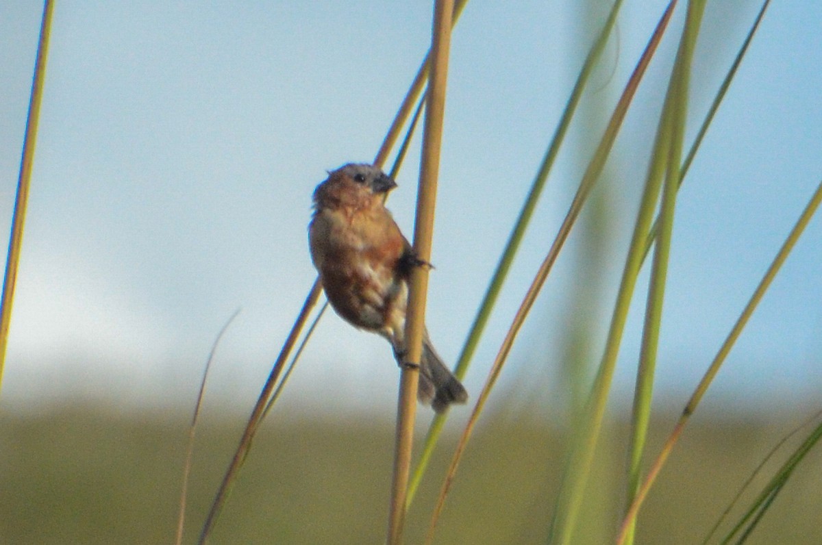 Chestnut Seedeater - ML615835293