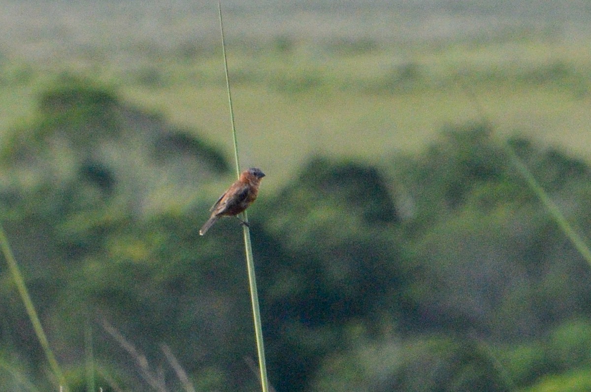 Chestnut Seedeater - ML615835294