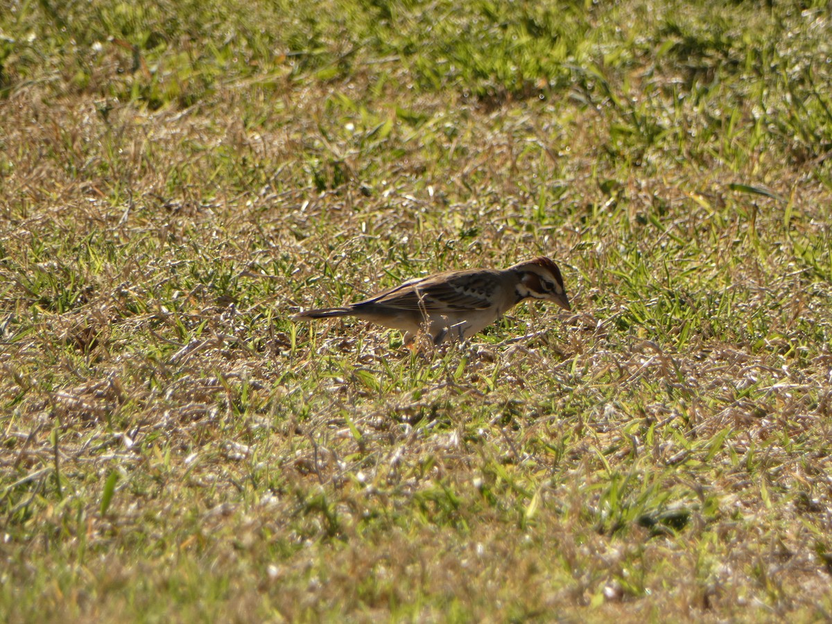 Bruant à joues marron - ML615835310