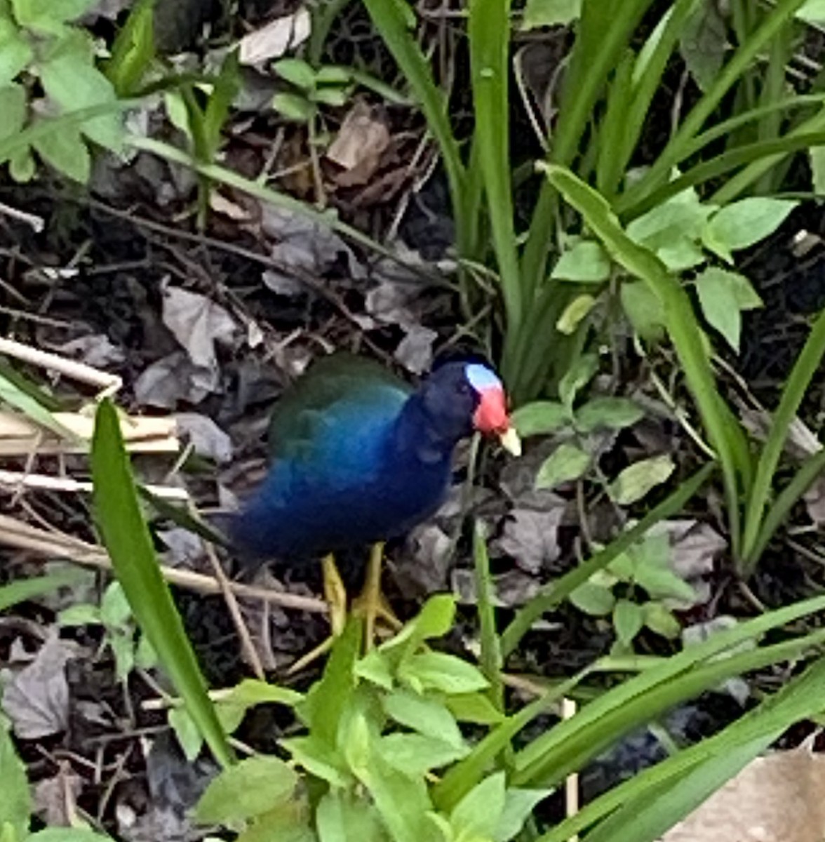 Purple Gallinule - Georgia Binderow