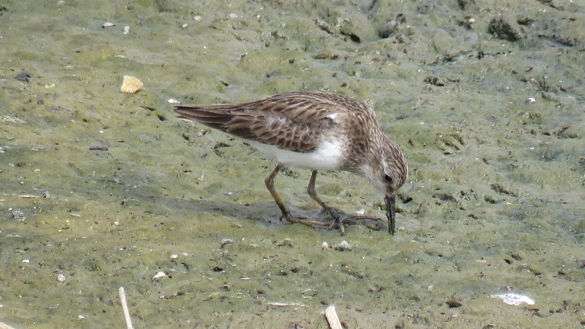 Least Sandpiper - Edward McKen