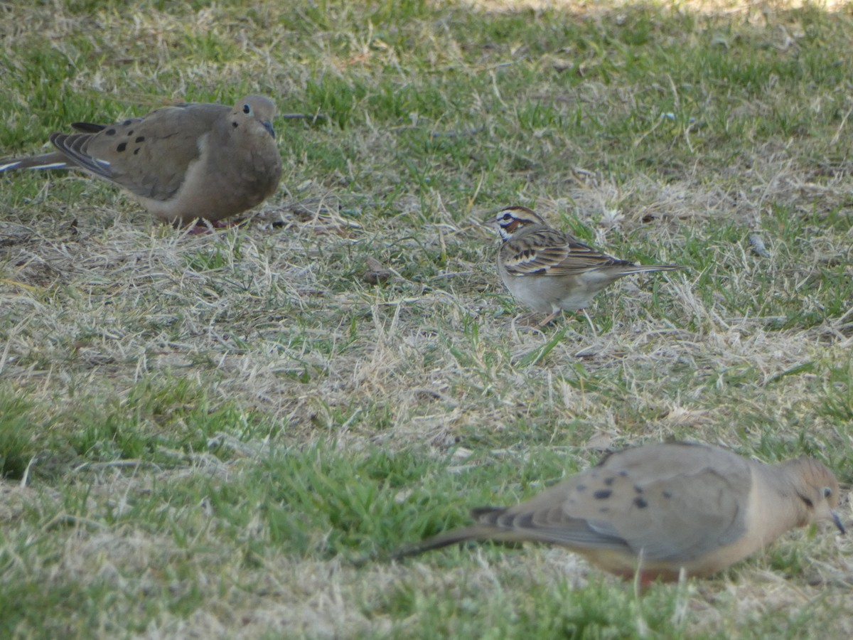 Lark Sparrow - ML615835327