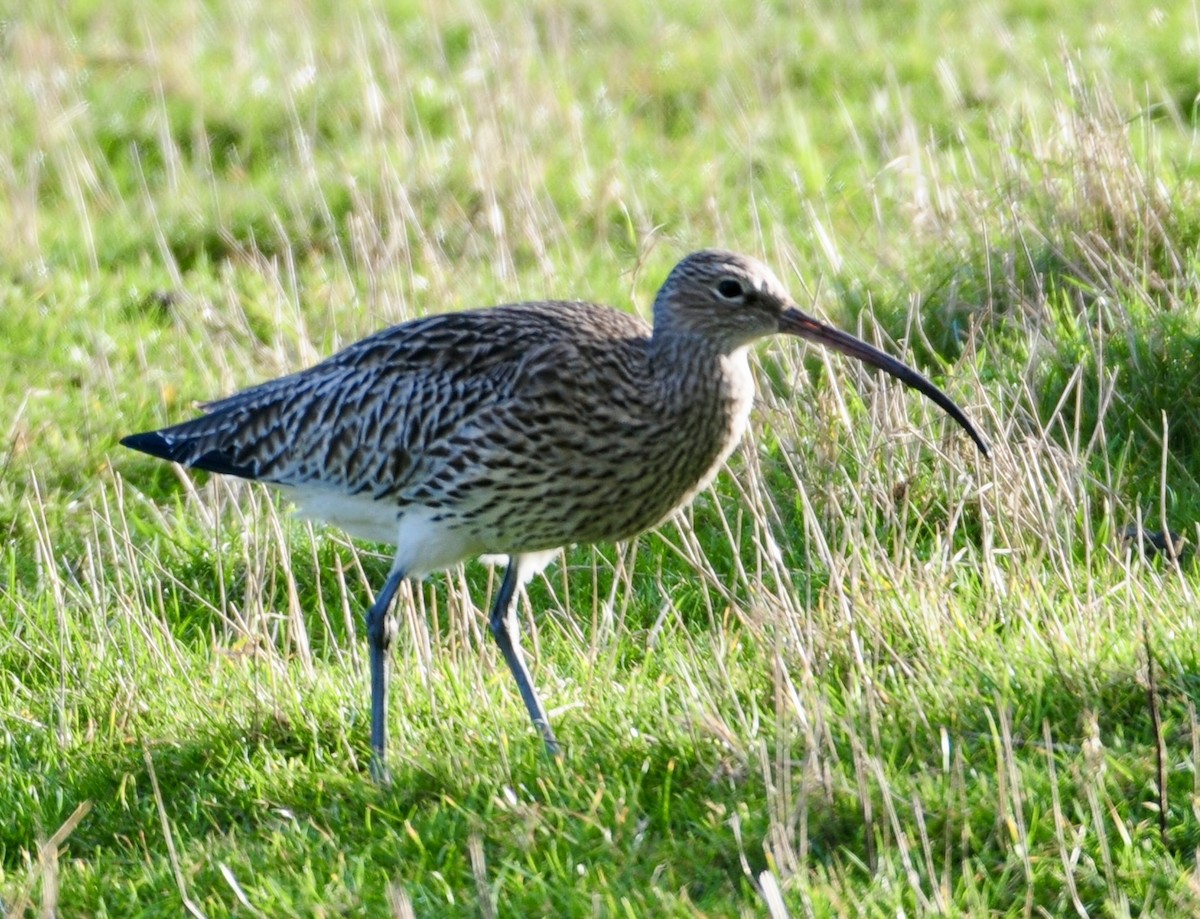 Eurasian Curlew - Michael Preston