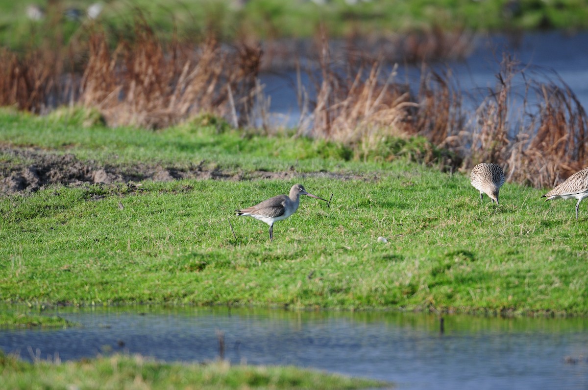 Black-tailed Godwit - Michael Preston