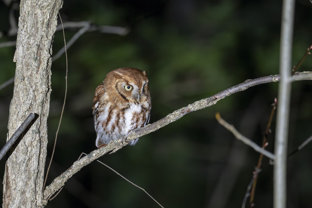 Eastern Screech-Owl - ML615835377