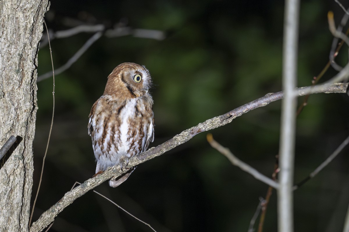 Eastern Screech-Owl - ML615835389