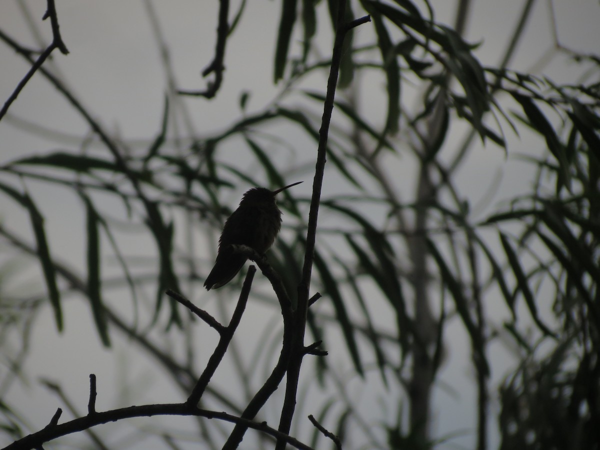 Gilded Hummingbird - ML615835408