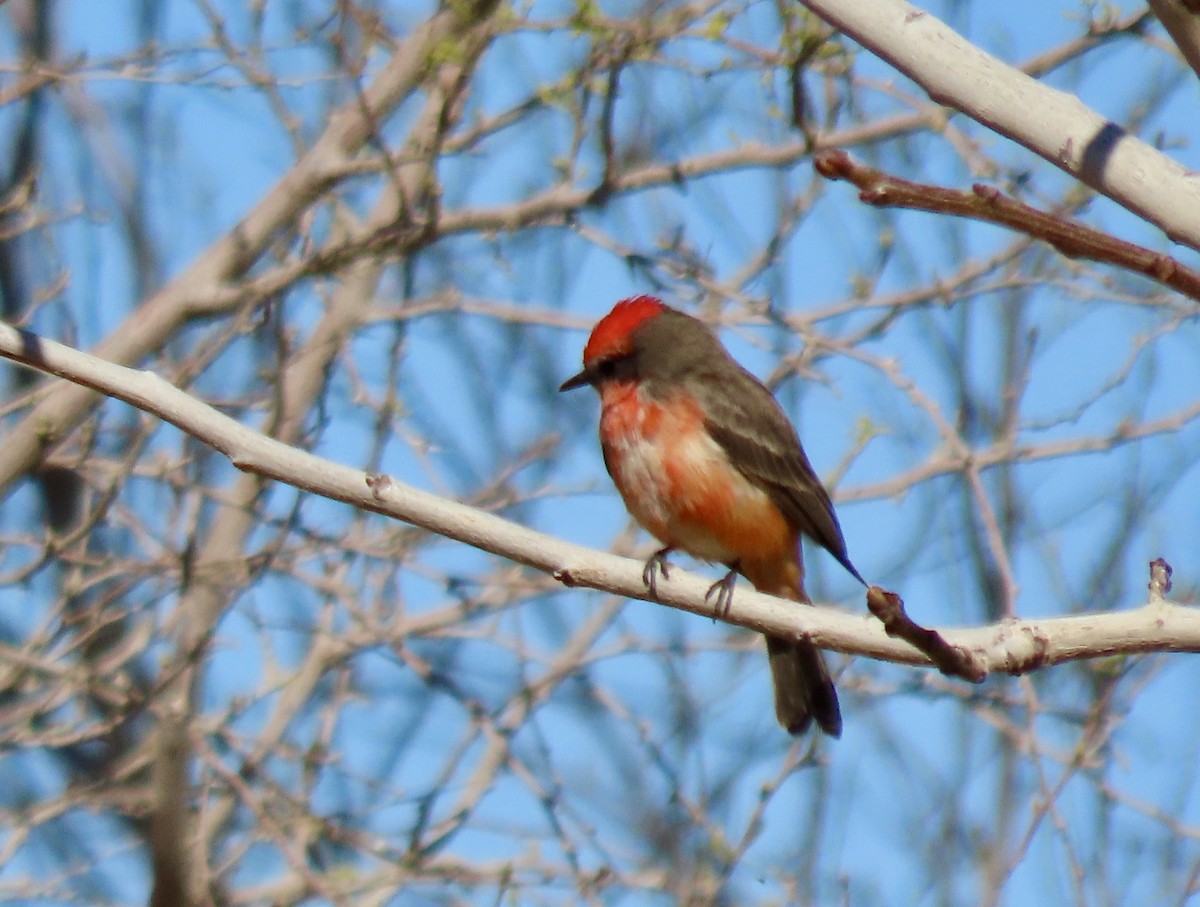 Vermilion Flycatcher - ML615835449