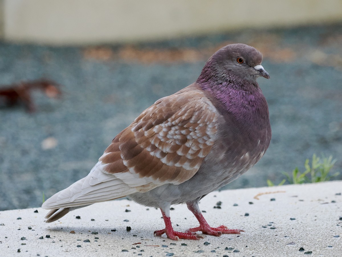 Rock Pigeon (Feral Pigeon) - ML615835460